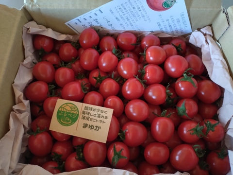 【まるでサクランボ】皮が口に残らない！子どもがパクパク食べる、フルーツのような甘さのミニトマト「まゆか」１.７㎏箱