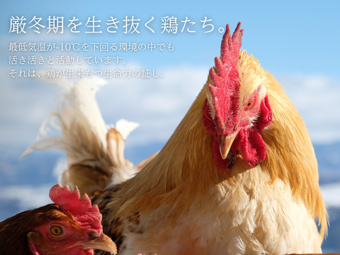 【平飼い 有精卵】自然養鶏「子持生命卵 kinari」10個入パック×２