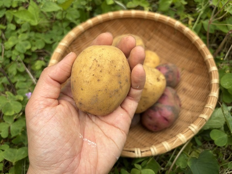ホクホクも、しっとりも。長崎生まれの個性派じゃがいも食べ比べセット ３kg