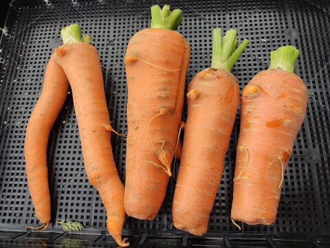 見た目は個性派🥕訳あり旬ニンジン（時なし五寸or濱美人）約1kg｜割れ・曲がり・折れあり｜加熱で甘い｜農薬・化成肥料不使用🥕