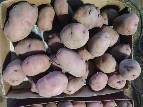 🥔農薬・化学肥料不使用「アンデスレッド」5kg　L～2Lサイズ🥔