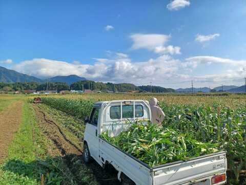 ドルチェドリーム 味来 雪の妖精 とうもろこし一本丸ごと冷凍 20本 焼きとうもろこしや茹でとうもろこしにいかが? 1時間に1000本以上が売れたこともあります。 行列のできる農家 岡山 ひるぜん農園