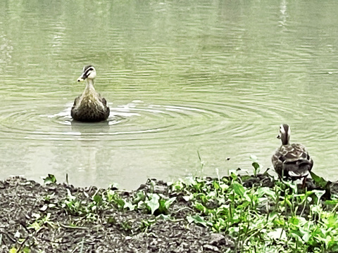 【令和7年】コシヒカリ・白米無洗米（5kg）【栽培期間中　農薬・化学肥料不使用】