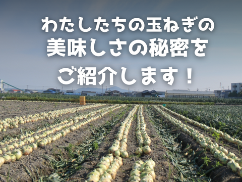 【玉ねぎ定期便】淡路島 季節の玉ねぎ 2kg箱 約6～8個入