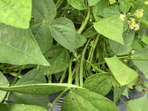 農薬化学肥料・除草剤不使用　初夏の野菜セット　6月
