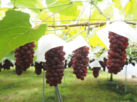 【朝どれ】予約開始！！ご家庭用に★訳あり完熟ぶどうデラウェア、ジャム・スムージーなどにも❗