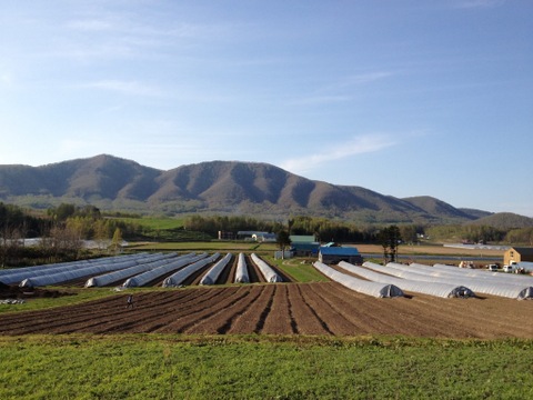 (極太3色セット)[有機JASホワイト4L&グリーン3L&パープル3L]カルデラの貴婦人&貴公子&紫宮女(アスパラガス)(北海道)