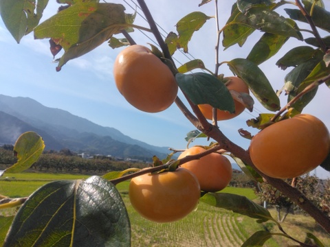 太秋柿❗10玉入り2Ｌサイズ　3.5k箱
食味も食感も抜群です。
福岡県久留米市田主丸産