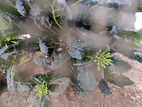 ✨【激レア】【今だけ限定】イタリアの黒い宝石“ベビーネロ”約200g｜農薬・化成肥料不使用✨