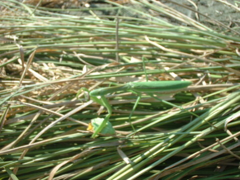 発想の転換たにし活用で栽培期間中農薬不使用　玄米