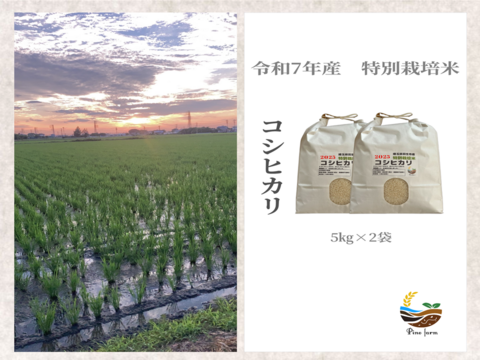 R7年産特別栽培米　   コシヒカリ　10㎏
