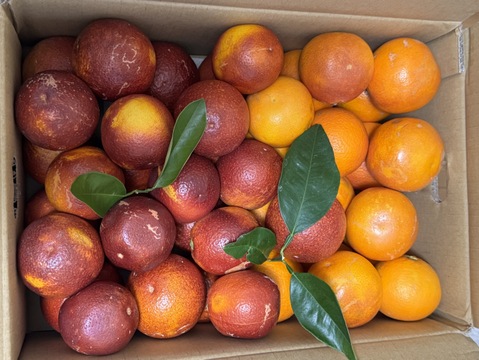 【ジュース用】ブラッドオレンジ   約5kg