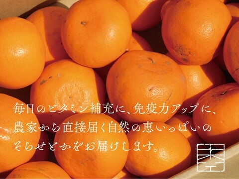 【そらせとか】天空のせとか 愛媛産せとか お得品 5kg