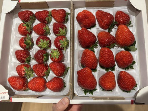こだわり完熟いちご美味しさ2倍　おいCーベリー２倍(当日発送　対応中)、食べチョクいちご博2024  【銅賞受賞】