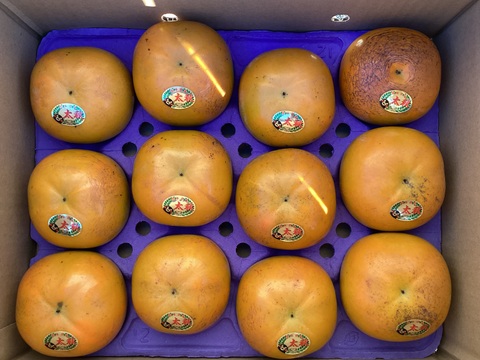 太秋柿【3.5kg】