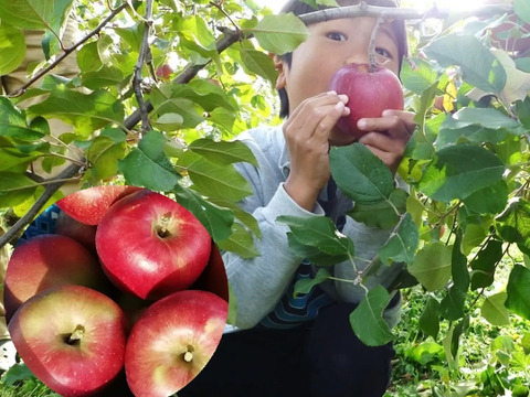 サンつがる　加工用（生食も可）5キロ箱【葉とらず】JA基準より60％減の低農薬栽培