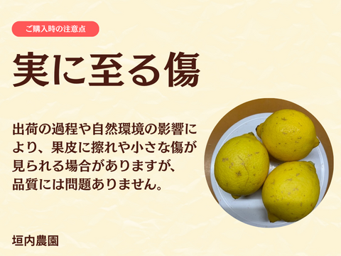【季節外でもフレッシュな味わい！】冷蔵貯蔵の貯蔵レモン ワックス・除草剤不使用の皮ごと楽しめる国産リスボンレモン（4kg・冷蔵便）