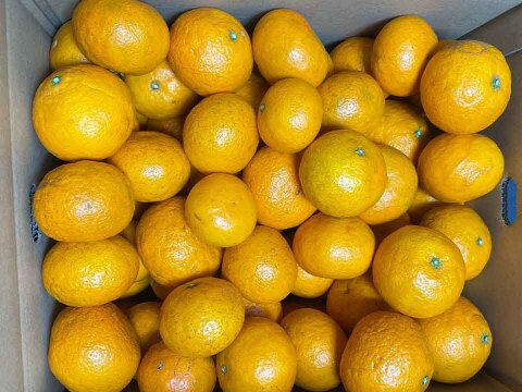 【愛媛県中島産】味濃厚春みかん！カラマンダリン農薬不使用　サイズ混合2キロ