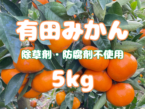 弾ける果汁！ 濃厚！ 有田みかん 5kg 和歌山産