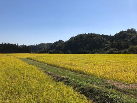 【新米令和7年】【東北関東限定発送】本場宮城県産！ひとめぼれ 30kg 家族で生産 農家のお米 低農薬