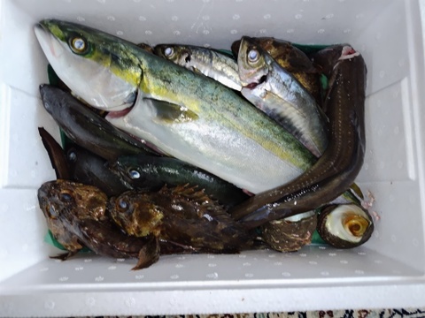 漁師直送！！鮮魚BOX　5種以上