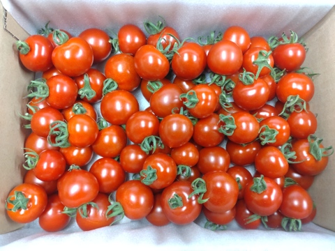パクパク食べちゃう美味しいミニトマト『みや娘(みやっこ)』🍅(1.5kg)