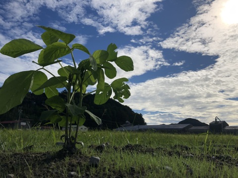 【令和7年産】自然栽培「ふくゆたか大豆」（静岡県産）