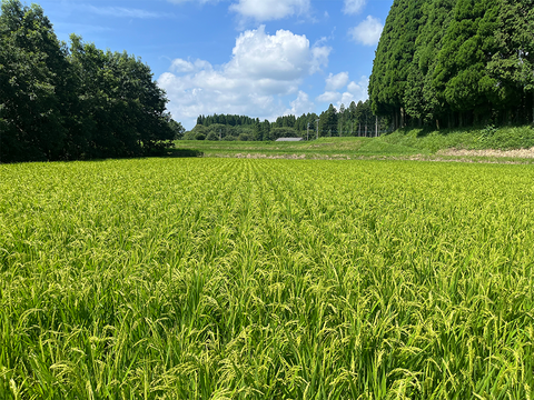 Ｒ７年産一等米ヒノヒカリ「風の香」白米５Kg