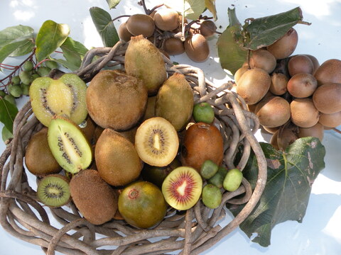 【数量限定!!販売開始！！】糖度18度以上の厳選された最も甘い赤いキウイ！紅鮮(こうせん)【熨斗対応可】L箱18個前後入り：LK