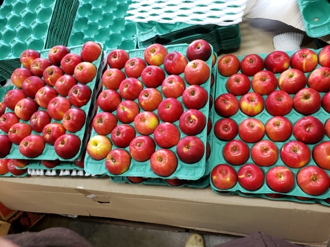 ※300セット完売しました✨　酸味りんごの代表品種☆｢紅玉｣　中玉ー小玉　　２０ー２５個