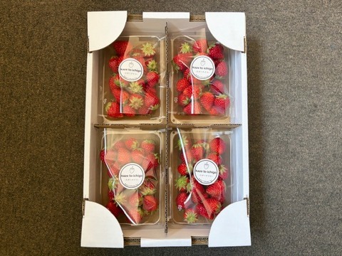 【不揃い･スターナイト】宮城蔵王産 いちご 250ｇ×4ｐ