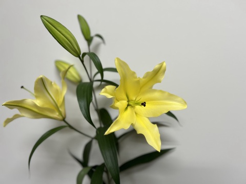 【年末向けご予約含みます】■黄色5本束■大輪のバイネロン♬この子だけで是非飾っていただきたい品種です！簡易包装　※年末のご予約締め切りは12月22日午前9時まで！！