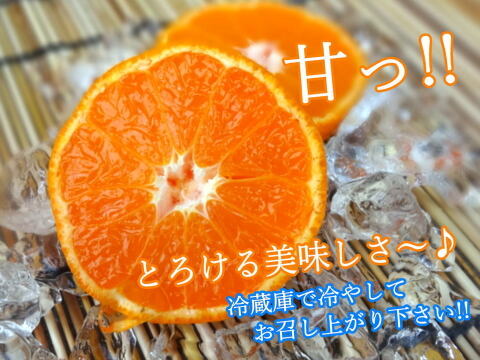 【夏ギフト】【お中元】とろける甘さのハウスみかん！薄皮で果汁たっぷり！冷やしてやみつき！ネットで話題のブランドみかん「蜜ツ星（みつぼし）」　黒化粧箱（中）　Ｓサイズ　秀品　１５玉入　【商品番号03】