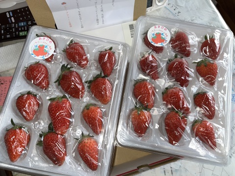甘くてジューシー！いちご品種：❝あきひめ❞ 250ｇ以上ｘ2ｐ