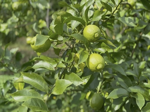 【福袋】自然栽培で育った『キュ〜っと酸っぱい！』ひとみずの梅 3種とレモン2個セット｜無添加｜無肥料｜農薬不使用｜紀州南高梅の梅干し｜練り梅｜梅酢｜レモン｜日々のお供に　贈り物に【冬ギフト】