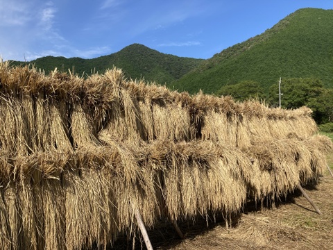 【農薬・化学肥料不使用】令和６年度産コシヒカリ米（10㎏）丹波産