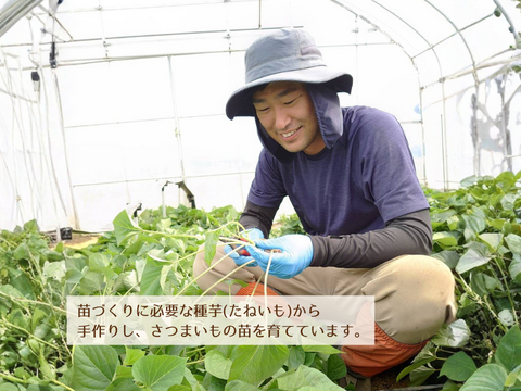 【新登場🍠】ほどよい甘みでパクパク食べられる！ほしいも「べにはるか平干し」200g×3袋　メール便発送