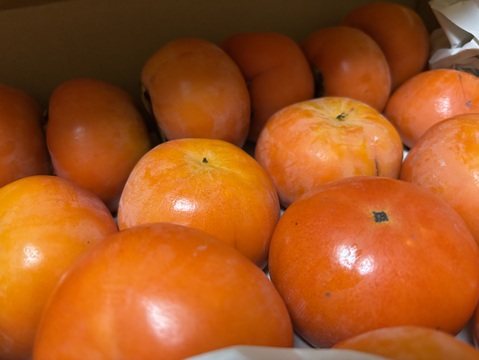 味わい深いコク＊富有柿＊【訳あり】大箱中玉（S/M）約10kg