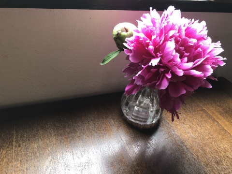 うちやま農園のシャクヤク（白・ピンク）　10本入り