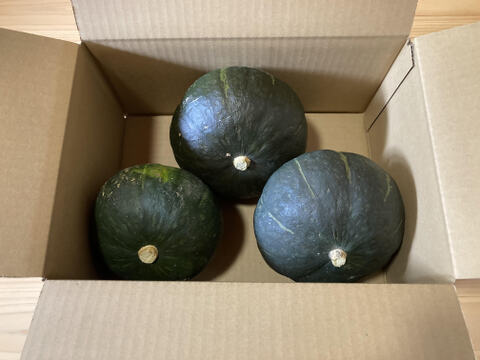 『甘み濃厚栗カボチャ』ブラックのジョー小さめ３玉