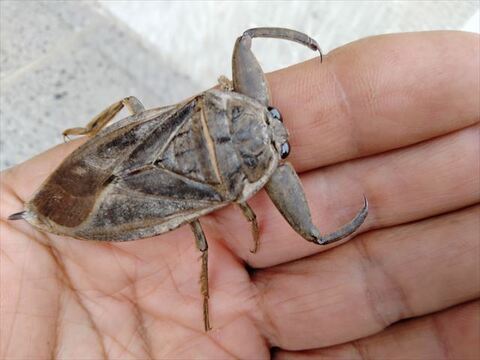 有機JAS認証【農薬不使用「にこまる」玄米5kg】コシヒカリを超えた美味しさ 2025年兵庫県産「タガメの里・自然米」