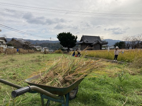 いつもの白米に＋サプリメント米「黒米(もち系)」1kg