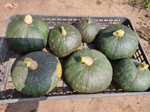 ✨新鮮採れたてゴーヤ約800g+丸オクラ20本+カボチャ約1.5㎏✨