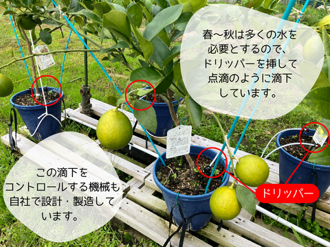 【山形県白鷹町産】キリっとスッキリ！グリーンレモン　璃の香  1kg