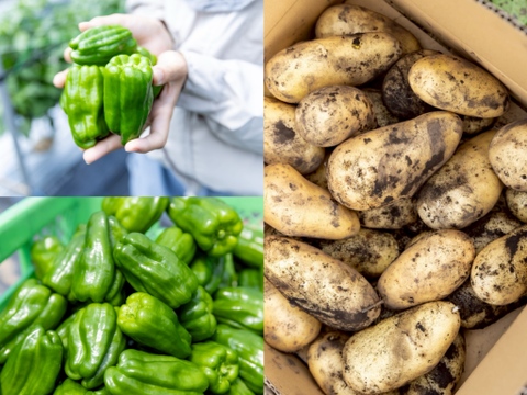 【１人１回だけの特別品】ピーマンとじゃがいも(メークイン)セット！