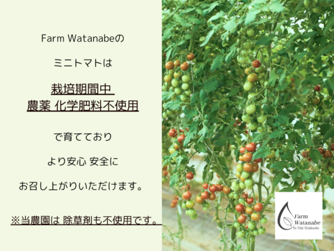 北海道仁木町産//高糖度ミニトマト【エコスイート】1.2kg 栽培期間中農薬、化学肥料不使用、除草剤不使用