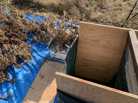 【自然栽培】丹波黒大豆Ｂ品 800g★農薬肥料不使用の兵庫県産黒豆 [令和７年産]