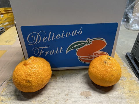 満足度最高！うわじまのデコ（不知火）【家庭用】２．８ｋｇサンプル糖度１３度越え