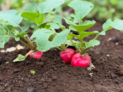 採れたて！旬の野菜セット(8〜12品目)【冬ギフト】