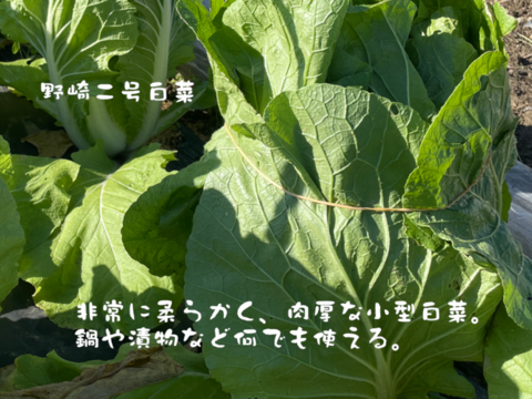 鍋に最適！　固定種の野菜セット12月 (師走)